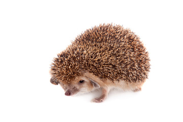 Long-eared hedgehog on white