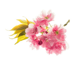 Blossoms of sakura cherry tree isolated on white. Spring flowers