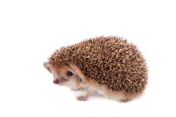 Long-eared hedgehog on white