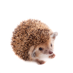 Long-eared hedgehog on white