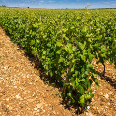 vignes en Bourgogne