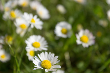 Obraz na płótnie Canvas green meadow and daisies - flower background