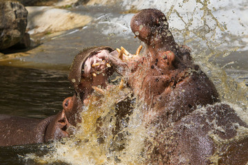 Two fighting hippos (Hippopotamus amphibius)