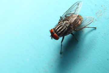 Bug, Insect photo of small animal , Thai insect 