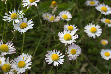 Fototapeta na wymiar green meadow and daisies - flower background