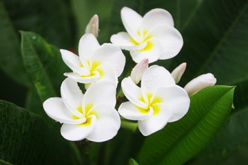 Fototapeta na wymiar Plumaria flowers