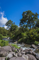 Fototapeta na wymiar Wildniss in Panama