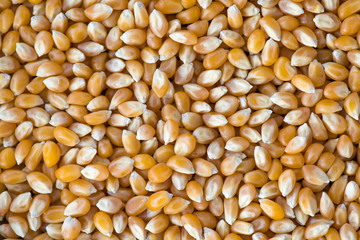 Corn Seeds