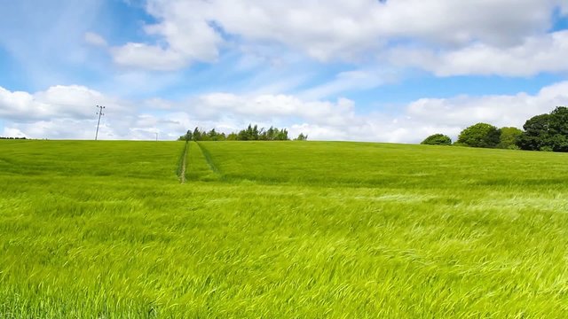 Green field of barley blowing in the wind and blue sky, HD