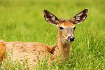 White-tailed deer lying in the grass