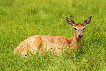 White-tailed deer lying in the grass