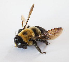 Carpenter bee