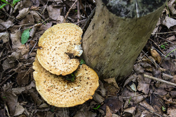 Wild mushroom growing at spring Polyporus squamosus