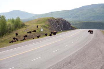 Herd of Bison on Road