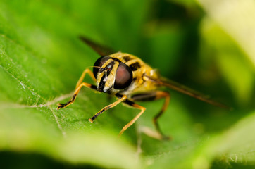 Fly sit on green leaf. Russian nature