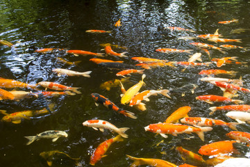 Colorful carp fish in the pond
