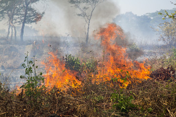 Waldbrand