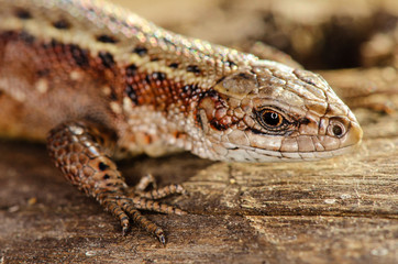 Lizard sit on tree. Top view. Russian nature