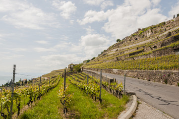 Fototapeta na wymiar Lausanne, Stadt, Lavaux, Weinstrasse, Weinberge, Weinregion, Schweiz