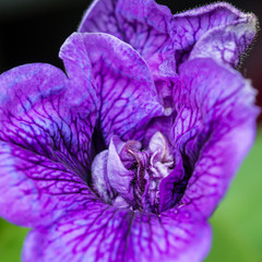 Purple Petunia Detail