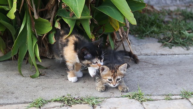 Cute gray kittens with little girl