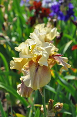 Iris flower.