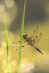Vierflecklibelle
