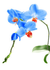 Fototapeta na wymiar Beautiful blue orchid, isolated on white