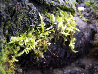 Green moss growing on an old tree trunk