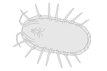 cartoon image of armadillidium vulgare