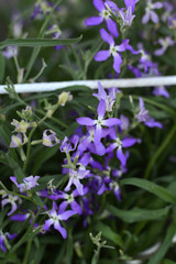 Night Scented Stock , Matthiola longipetala .