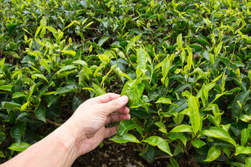 Naklejka na ściany i meble Hand of adult man plucking tea leaf at Cameron Highland tea plantation.