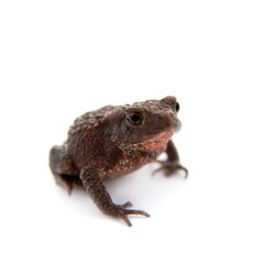 Common or European toad on white