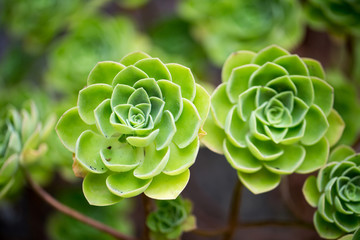 Flowers for your design
