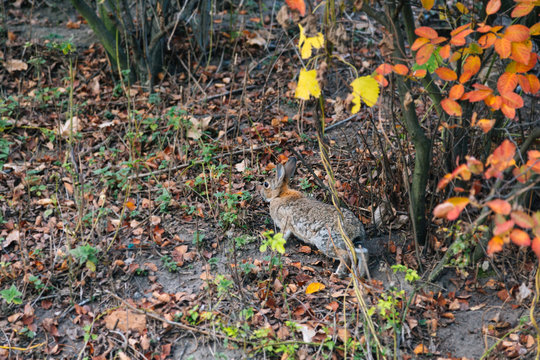 Wild hare jumping in the forest