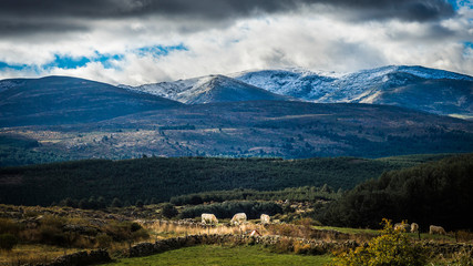 Sierra de Gredos, province of Avila, Castile Leon.