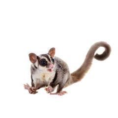 Sugar glider, Petaurus breviceps, on white