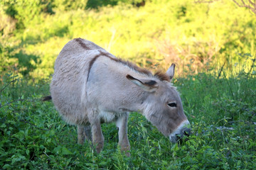 Donkey eating grass in nature. Natural light, selective focus.