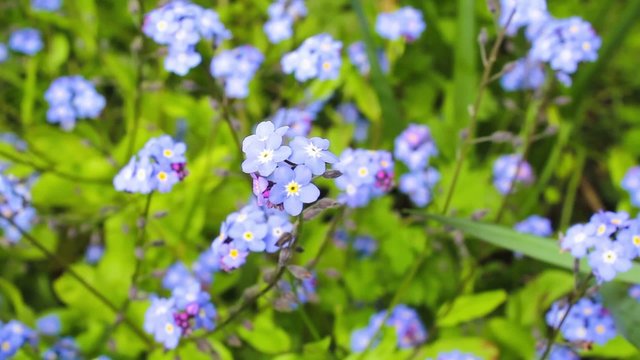 Forget-me-nots, Spring blue flowers, HD footage