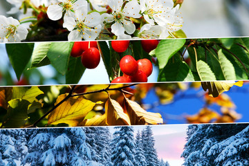 Four season collage. All used photos belong to me.