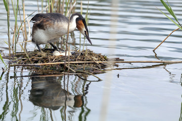 Oiseau couvant ses oeufs