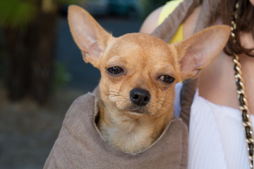 Cute chihuahua puppy sitting in brown bag isolated on white