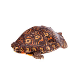 The Painted wood turtle on white