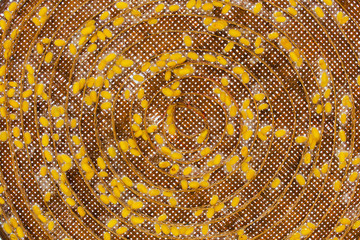 The Pattern spiral of silkworm cocoon on bamboo tray