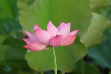 Obraz premium Lotus flower and Lotus flower plants