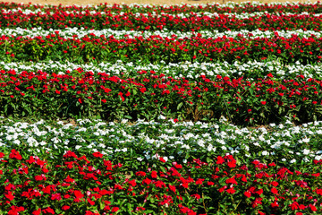 A lot of catharanthus roseus flowers