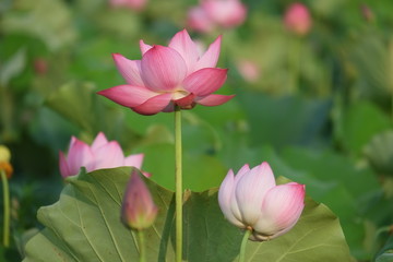 Lotus flower and Lotus flower plants © cristaltran