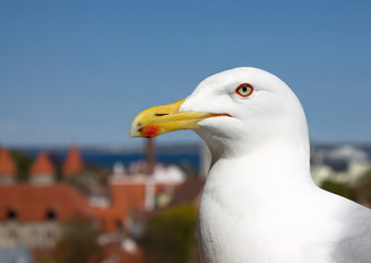 seagull
