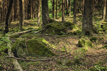 The primeval forest