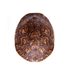 The Painted wood turtle on white